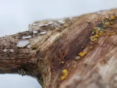 Propolis farinosa thumbnail 1