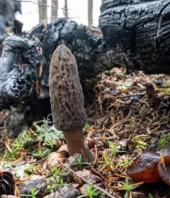 Gray Morel thumbnail 2