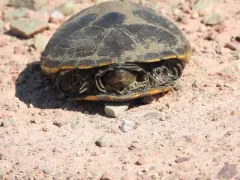 Yellow Mud Turtle thumbnail 2