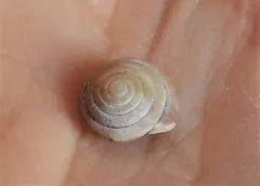 Lowland Pillsnail thumbnail 3