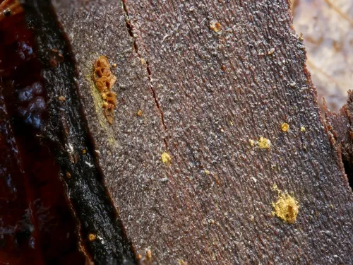 Trichia contorta