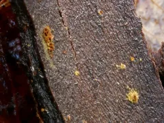 Trichia contorta thumbnail 1