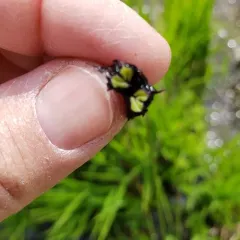 fringed heartwort thumbnail 4