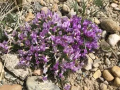 little bun milkvetch thumbnail 3