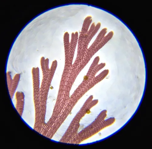 Pterochondria woodii