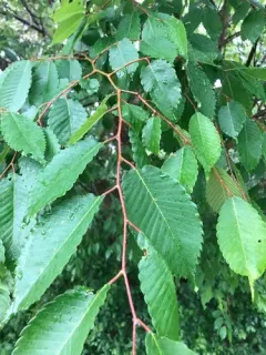 Japanese zelkova thumbnail 2
