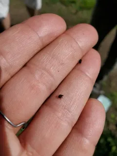 Mile-a-minute weevil thumbnail 2