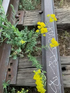 Yellow-tuft thumbnail 2