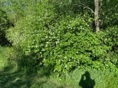 Rough Hawthorn thumbnail 4