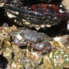 Striped Shore Crab thumbnail 3