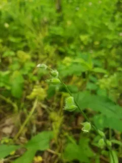 large-seeded forget-me-not thumbnail 2