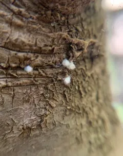 Balsam Woolly Adelgid thumbnail 3