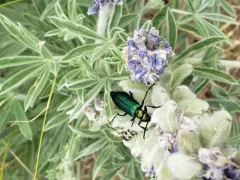 Green Blister Beetle thumbnail 2