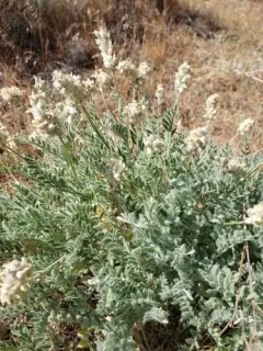 Spalding's Milkvetch thumbnail 2