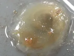 Ascidia columbiana thumbnail 3