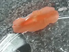 Eurylepta aurantiaca thumbnail 3