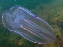 Common Northern Comb Jelly thumbnail 2