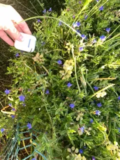 creeping gromwell thumbnail 3