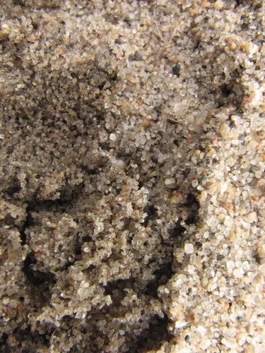 Tetragonoderus fasciatus