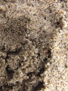 Tetragonoderus fasciatus thumbnail 1