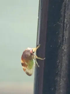 Cyrtolobus auroreus thumbnail 2