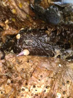Melanella micans thumbnail 4