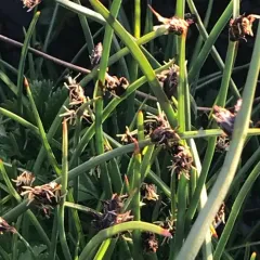 three-square bulrush thumbnail 2