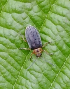 Pacific Willow Leaf Beetle thumbnail 3