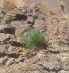 Smooth Lomatium thumbnail 3