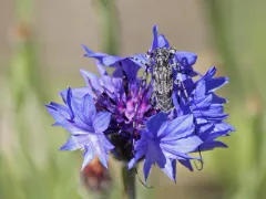 Acanthocinus obliquus thumbnail 2