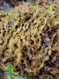 Grateloupia californica thumbnail 3