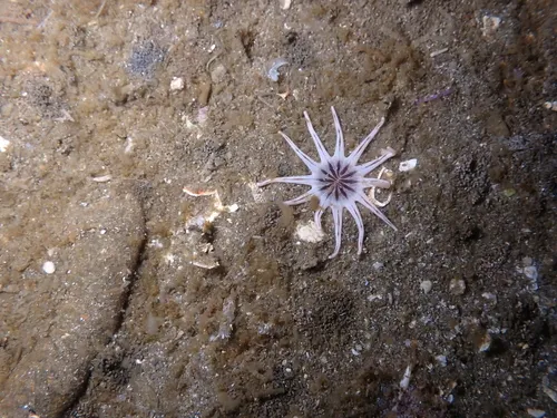 Cryptic Burrowing Anemone