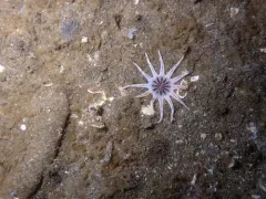 Cryptic Burrowing Anemone thumbnail 1