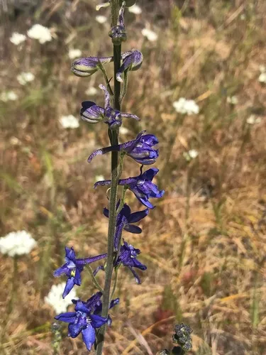Two-spike Larkspur