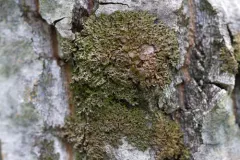Melanohalea trabeculata thumbnail 1