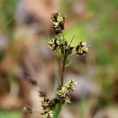 heath wood-rush thumbnail 4