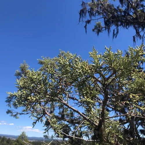 western juniper
