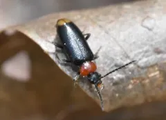 Pedilus terminalis thumbnail 3