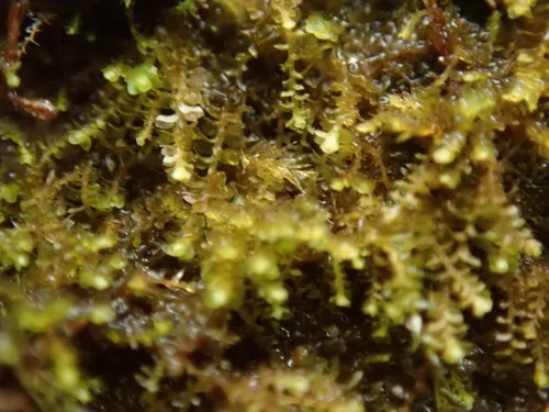 Comb Notchwort