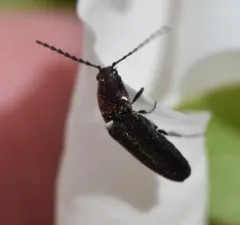Gold-headed Click Beetle thumbnail 2