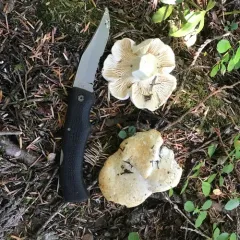 White Chanterelle thumbnail 4