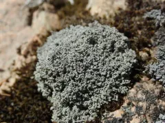 Stereocaulon sterile thumbnail 1