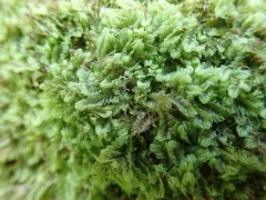 Gyrothyra underwoodiana thumbnail 1