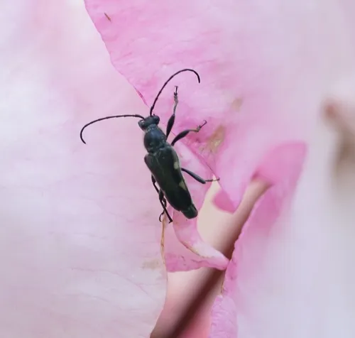 Toxoleptura vexatrix