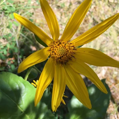 deltoid balsamroot