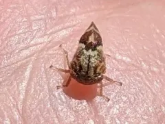 Cyrtolobus gramatanus thumbnail 4