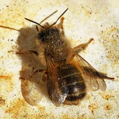 Horn-faced Mason Bee thumbnail 4