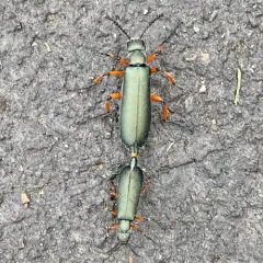 Say's Blister Beetle thumbnail 2