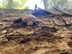 Shiitake thumbnail 1