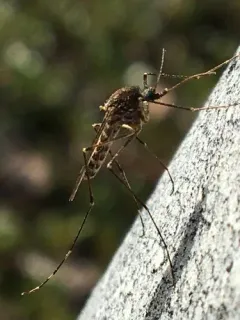 Alaskan winter mosquito thumbnail 4